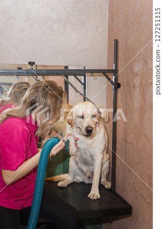 Labrador in the grooming salon 127251315