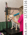 Labrador in the grooming salon 127251316