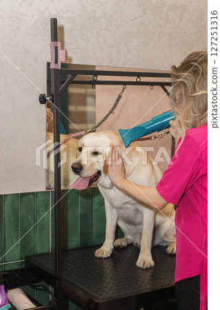 Labrador in the grooming salon Labrador in the grooming salon 127251316