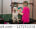 Labrador in the grooming salon 127251318