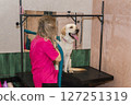 Labrador in the grooming salon 127251319