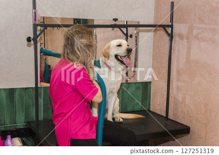 Labrador in the grooming salon Labrador in the grooming salon 127251319