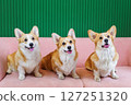 Three corgis on the couch 127251320