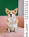 Beautiful corgi on a pink sofa 127251321
