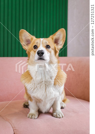 Beautiful corgi on a pink sofa 127251321