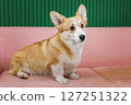 Beautiful corgi on a pink sofa 127251322