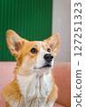 Beautiful corgi on a pink sofa 127251323