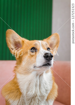 Beautiful corgi on a pink sofa Beautiful corgi on a pink sofa 127251323