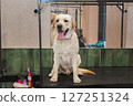 Labrador in the grooming salon. 127251324