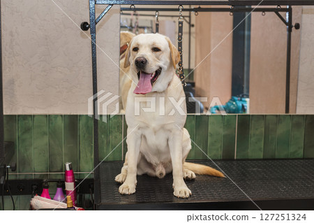 Labrador in the grooming salon. Labrador in the grooming salon. 127251324