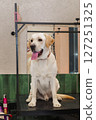 Labrador in the grooming salon 127251325