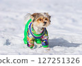 Maltese lapdog in winter in the park 127251326
