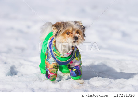Maltese lapdog in winter in the park 127251326