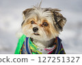 Maltese lapdog in winter in the park 127251327