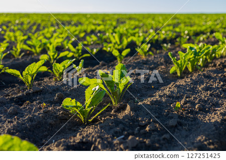 Rows of young sugar beet plants emerge from the dark soil, basking in sunlight on a thriving agricultural field Rows of young sugar beet plants emerge from the dark soil, basking in sunlight on a thriving agricultural field 127251425