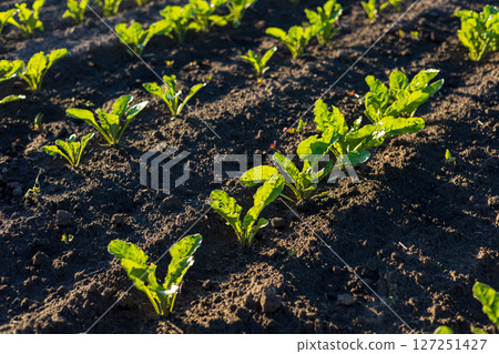 Young sugar beet plants thrive in rich soil, showcasing vibrant green leaves under the warm sunlight in a rural agricultural setting 127251427