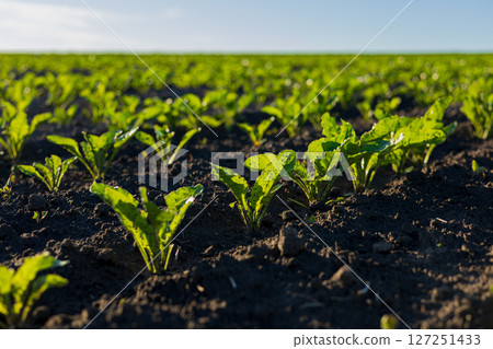 Small sugar beet plants are growing robustly in a vast field, showcasing healthy green leaves against rich dark soil under clear blue skies Small sugar beet plants are growing robustly in a vast field, showcasing healthy green leaves against rich dark soil under clear blue skies 127251433