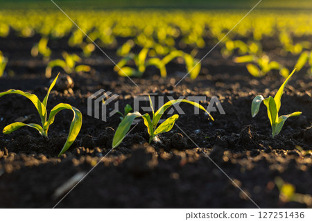 Young corn plants emerge from dark soil, basking in the warm light of early morning, showcasing vibrant green leaves in rows Young corn plants emerge from dark soil, basking in the warm light of early morning, showcasing vibrant green leaves in rows 127251436