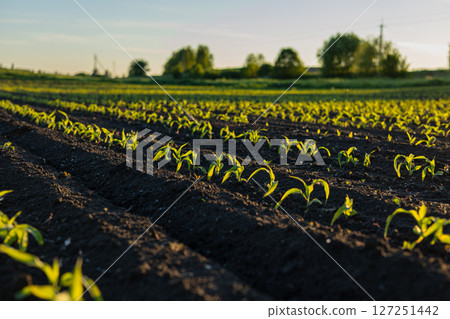 Rows of young corn plants emerge from rich soil, basking in sunlight, in a vibrant agricultural landscape during early morning 127251442