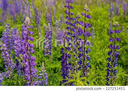 Colorful lupine flowers stand tall in a thriving green field under the warm sun, creating a vibrant natural landscape 127251451