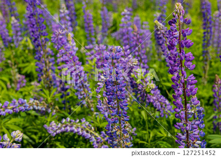 Vibrant purple lupine flowers stand tall in a thriving green field under bright sunlight on a beautiful spring day 127251452