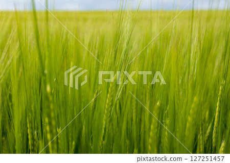 Barley crops grow vibrantly in a vast green field, thriving in favorable weather conditions with plenty of sunlight Barley crops grow vibrantly in a vast green field, thriving in favorable weather conditions with plenty of sunlight 127251457