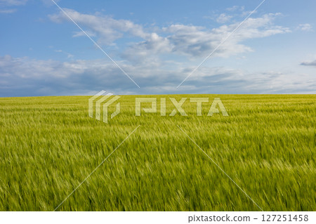 Expansive barley field in lush green hues stretches under a vast sky, showcasing the joy of agricultural abundance during growing season Expansive barley field in lush green hues stretches under a vast sky, showcasing the joy of agricultural abundance during growing season 127251458