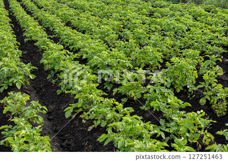 Healthy potato plants grow in orderly rows across a rural agricultural field, basking in bright daylight Healthy potato plants grow in orderly rows across a rural agricultural field, basking in bright daylight 127251463