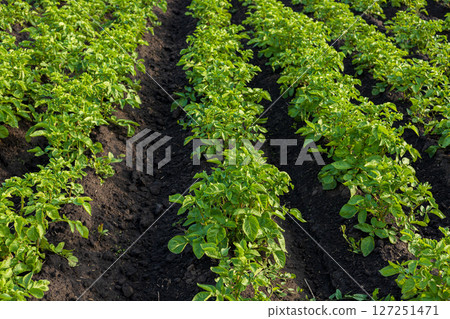 Healthy green potato plants grow in organized rows within an agricultural field. Ideal conditions support their development Healthy green potato plants grow in organized rows within an agricultural field. Ideal conditions support their development 127251471