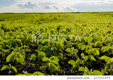 Healthy soybean plants flourish in a lush green field, soaking in sunlight under a clear blue sky during the summer season Healthy soybean plants flourish in a lush green field, soaking in sunlight under a clear blue sky during the summer season 127251475