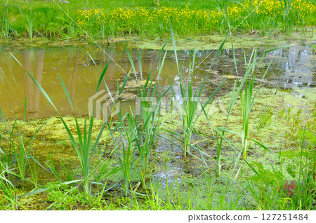 . A stagnant body of water with duckweed, reeds and other aquatic plants. 127251484