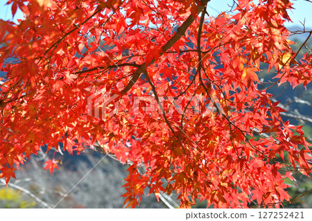 Red autumn leaves 127252421