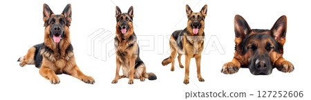 Set of dogs, German Shepherd, black and red colors in various postures, stand, sit, lay down and sleep isolated on a transparent background. 127252606