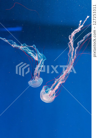 underwater photography jellyfish Purple striped jelly. Chrysaora colorata 127253311