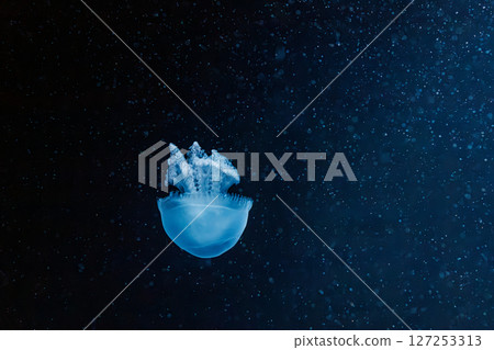 underwater photography jellyfish Blue Blubber Jelly, Catostylus mosaicus 127253313