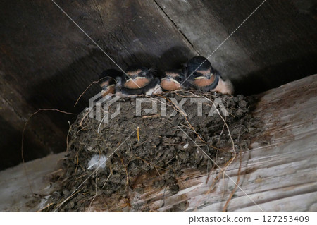 Swallow chicks in the nest Swallow chicks in the nest 127253409