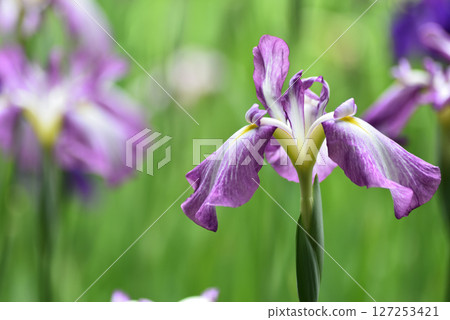 Purple irises in the Western Garden of Heian Shrine (Sakyo Ward, Kyoto City) Purple irises in the Western Garden of Heian Shrine (Sakyo Ward, Kyoto City) 127253421