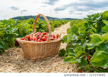Ripe strawberries fill a wicker basket amid a lush strawberry field. The vibrant red fruit contrasts with the green leaves under a sunny sky, showcasing a plentiful harvest. 127253695
