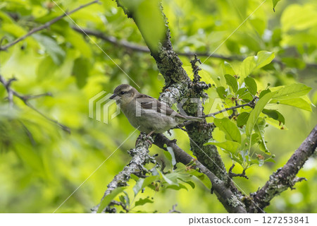 A New-Year-Old Sparrow Perched on a Branch 127253841
