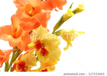 矢車菊在白色背景上 矢車菊在白色背景上 127253843