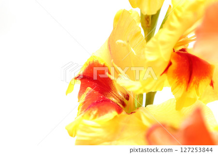 Gladiolus on white background Gladiolus on white background 127253844