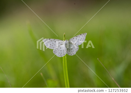 Spotted white moth Spotted white moth 127253932