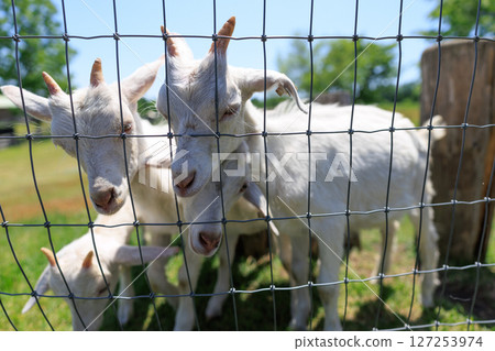 goat kid goat kid 127253974
