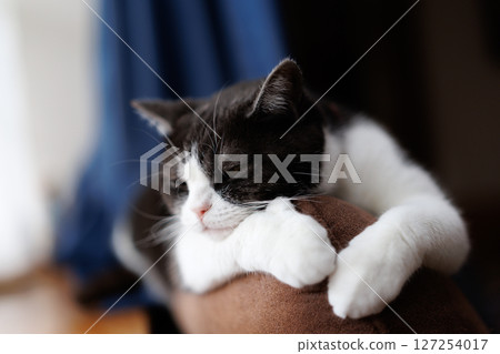 貓睡在沙發背上 貓睡在沙發背上 127254017