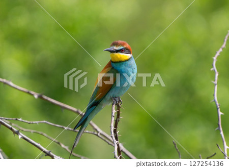 European bee-eater perched on a thorny branch against green background 127254136