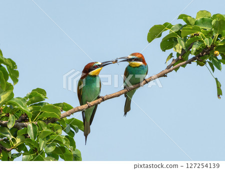 Bee-eater passing an insect care and partnership in nature Bee-eater passing an insect care and partnership in nature 127254139