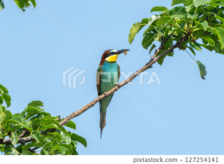 European bee-eater with a bee in its beak perched on a branch against a blue sky 127254141