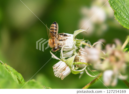 Natural plant pollination by a bee 127254169