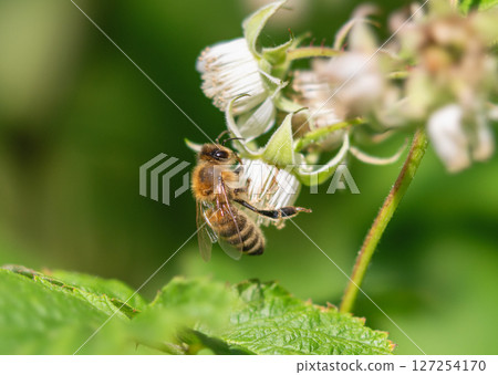 Honeybee on a raspberry flower 127254170