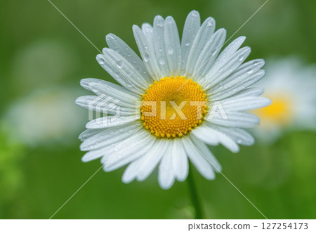 Close-up of a daisy with dew drops on the petals 127254173